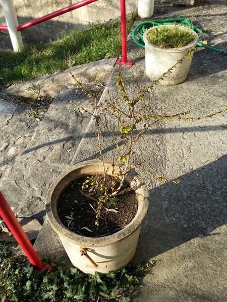 forsythia le 18 Mars